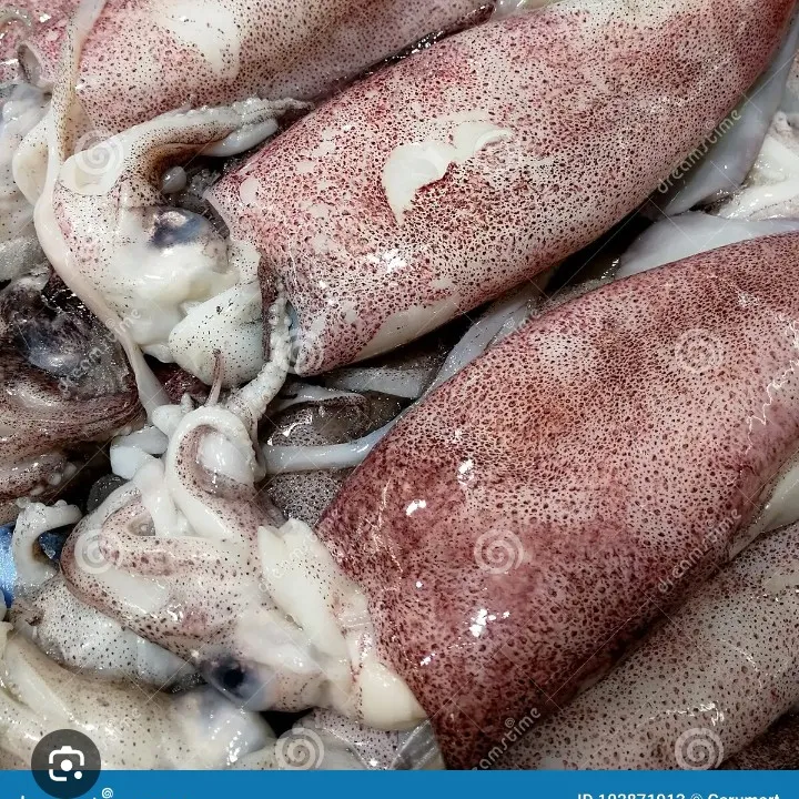 Pusit 