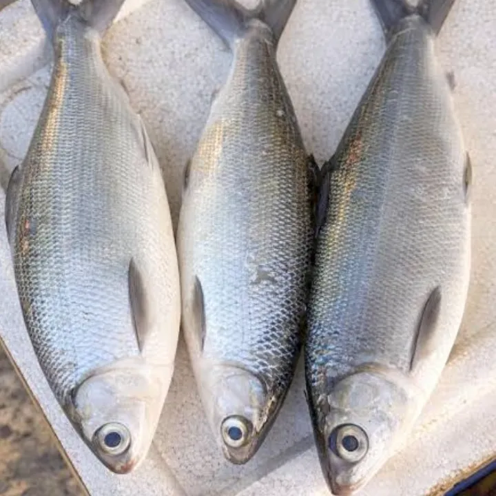 Bangus 